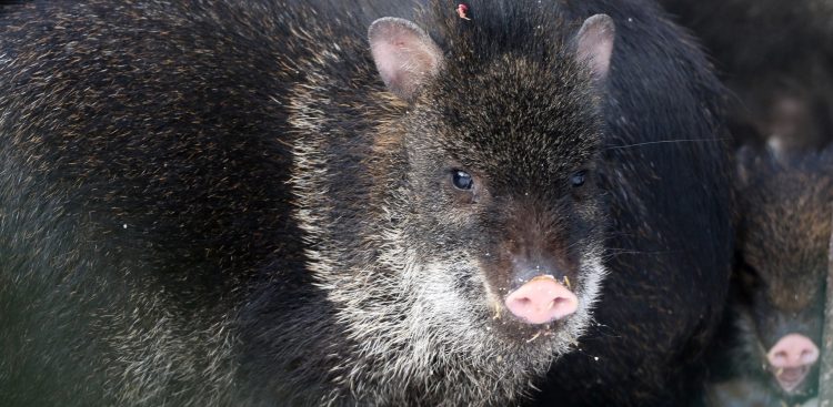 (Fot. Gdański Ogród Zoologiczny)