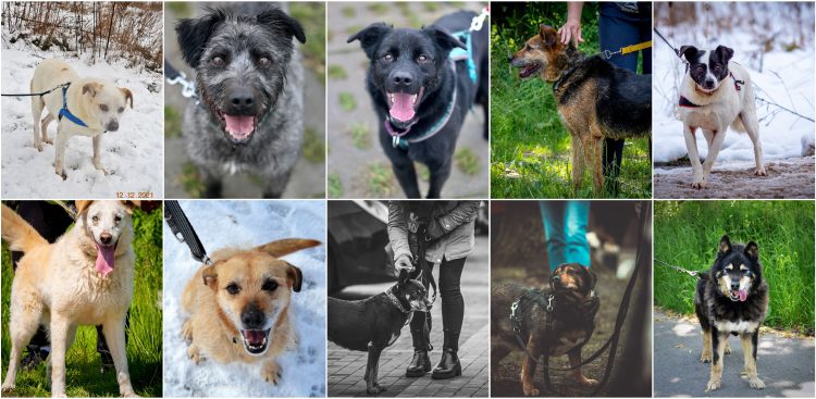 (fot. Schronisko dla Zwierząt w Słupsku)