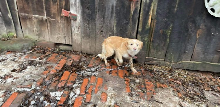 (Fot. Słupskie Schronisko dla Zwierząt)