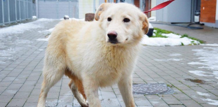 (Fot. słupskie schronisko dla zwierząt)