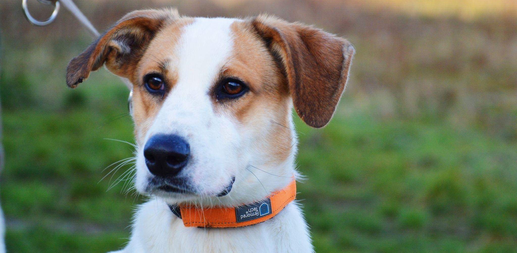 (Fot. Słupskie schronisko dla zwierząt)