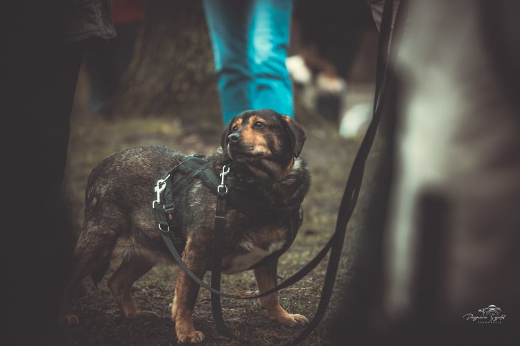 (fot. Schronisko dla Zwierząt w Słupsku)