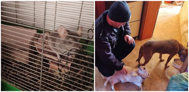 (Fot. pomorska.policja.gov.pl)