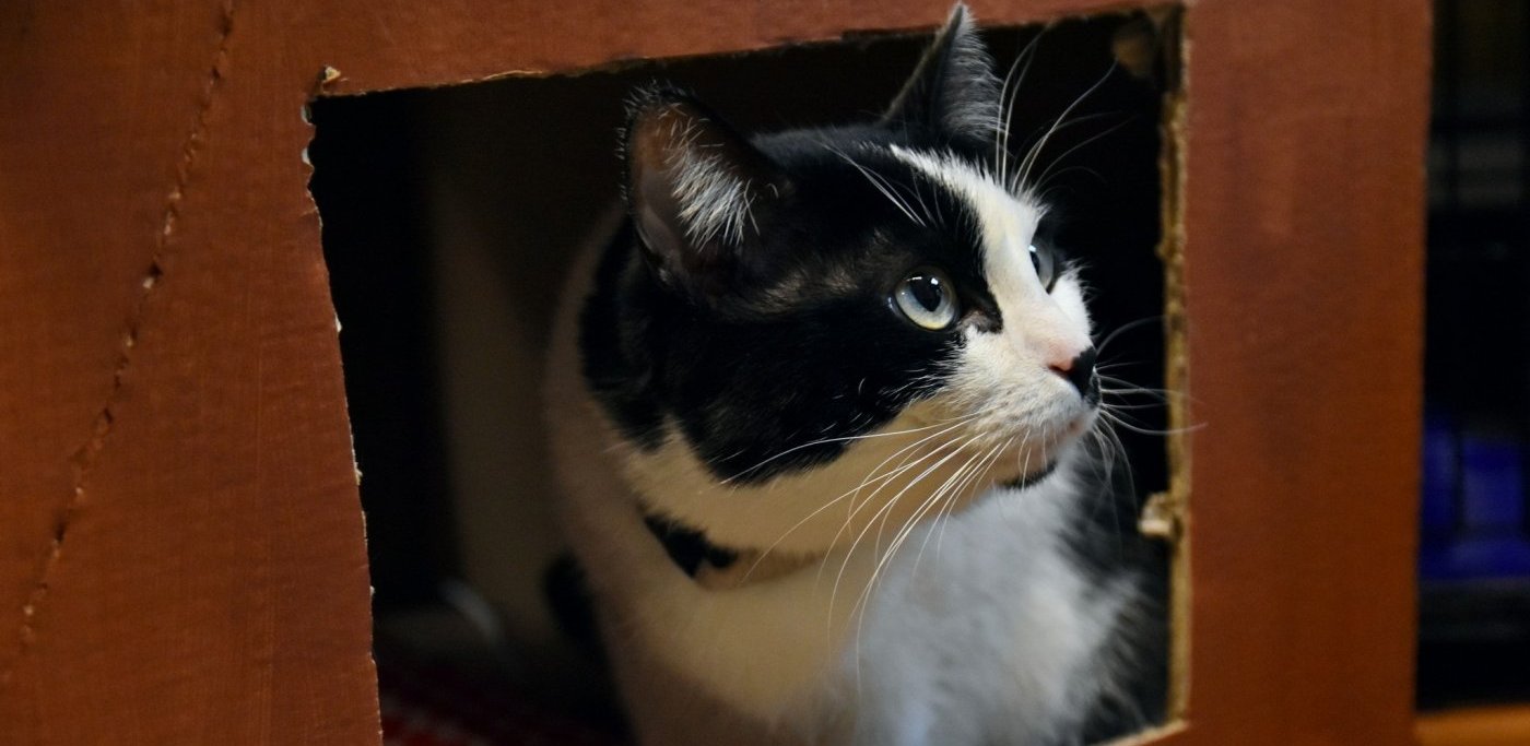 (Fot. mat.pras./Dawid Linkowski[gdynia.pl])