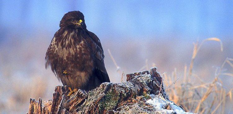 (Fot. Wikimedia Commons)