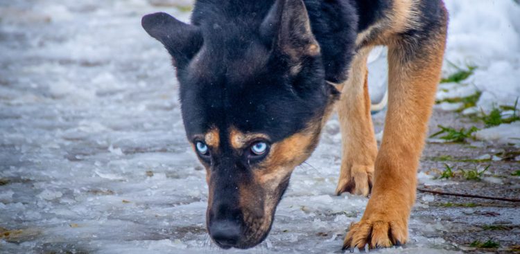(fot. Schronisko dla Zwierząt w Słupsku)