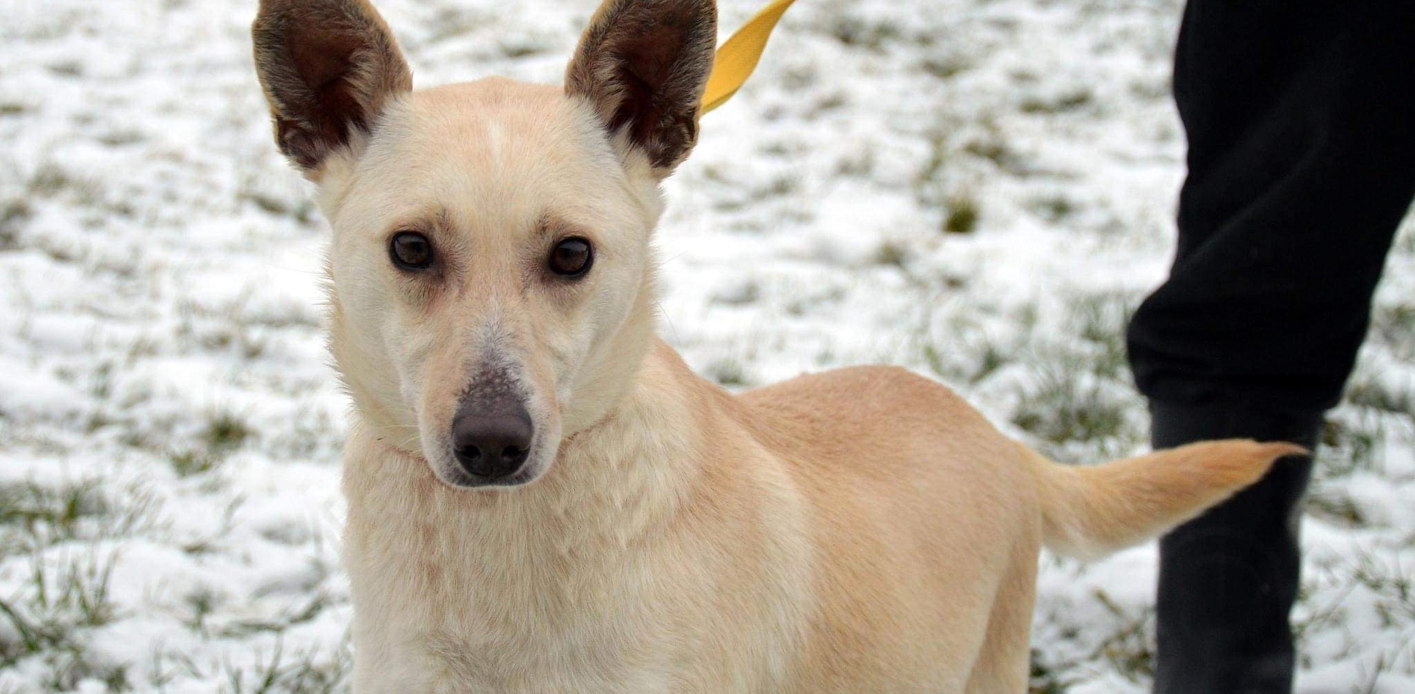 (Fot. Schronisko dla Zwierząt w Słupsku)