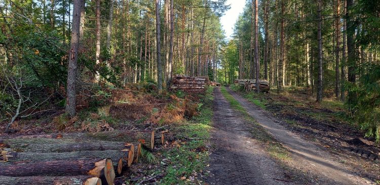 (Fot. Trójmiejski Park Krajobrazowy/A. Moś)