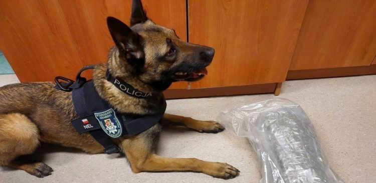 (Fot. pomorska.policja.gov.pl)