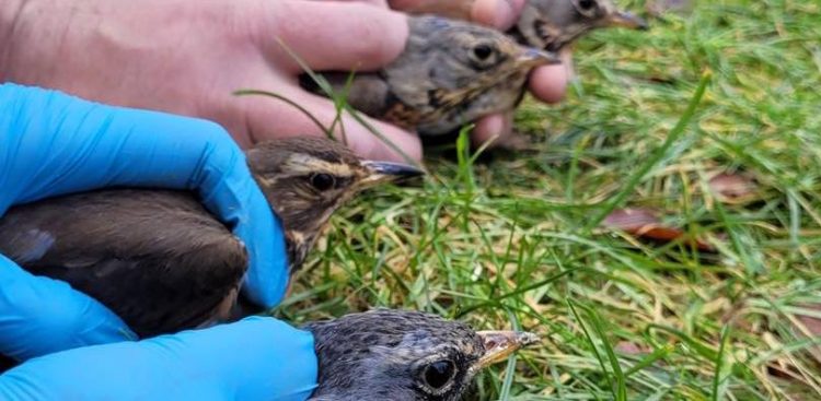 (Fot. Facebook.com/Pomorski Ośrodek Rehabilitacji Dzikich Zwierząt "Ostoja")