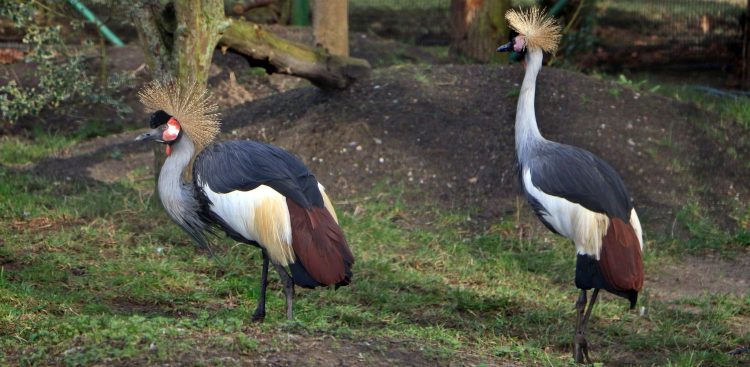 (Fot. Facebook.com/Gdański Ogród Zoologczny)