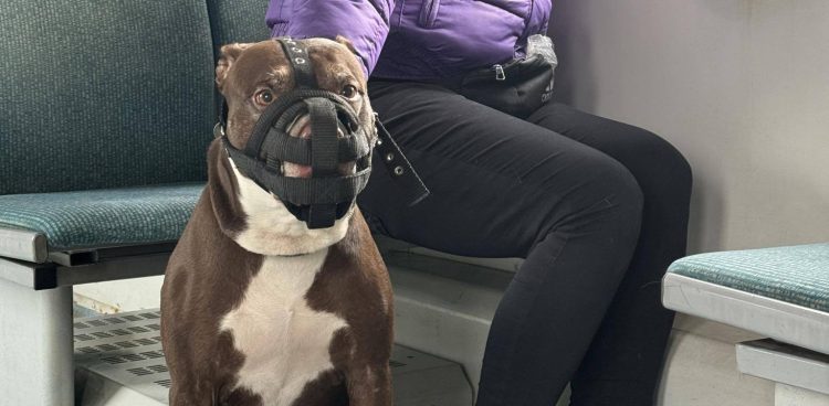 (Fot. SKM Trójmiasto/Łukasz Rogala)