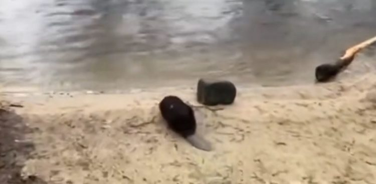 (Fot. Facebook.com/OSP Szlachta)