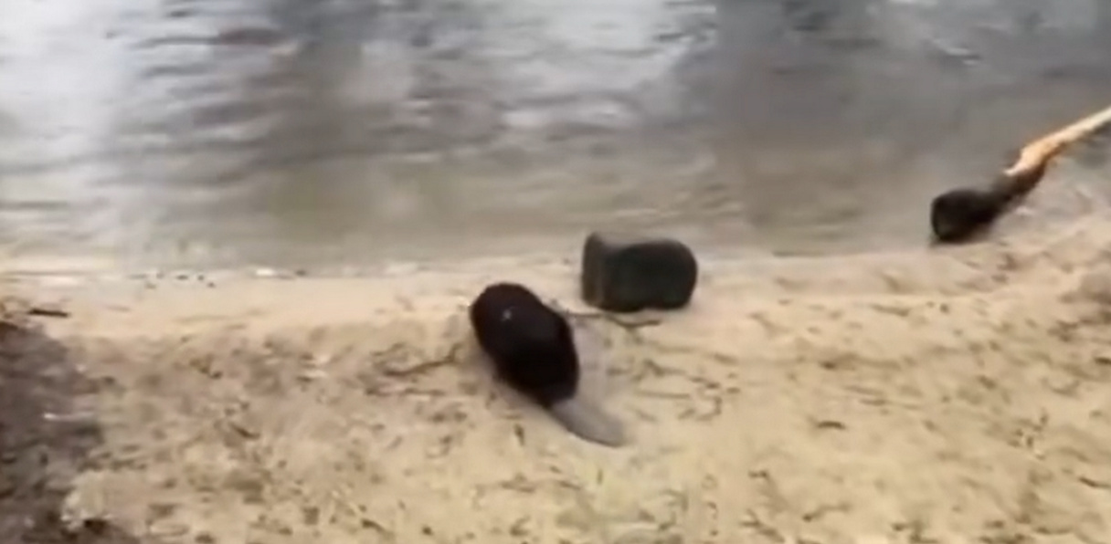 (Fot. Facebook.com/OSP Szlachta)