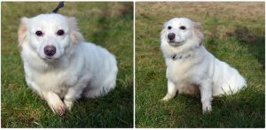 (fot. słupskie schronisko dla zwierząt)