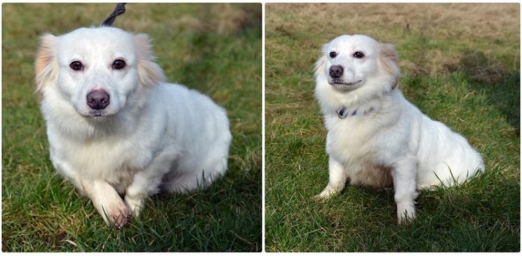 (fot. słupskie schronisko dla zwierząt)