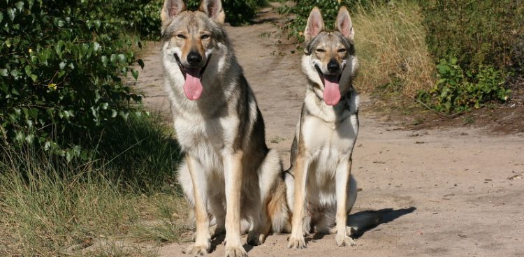 (Fot. Wikimedia Commons/Wilczakrew)