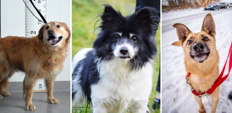 (fot. Schronisko Słupsk)