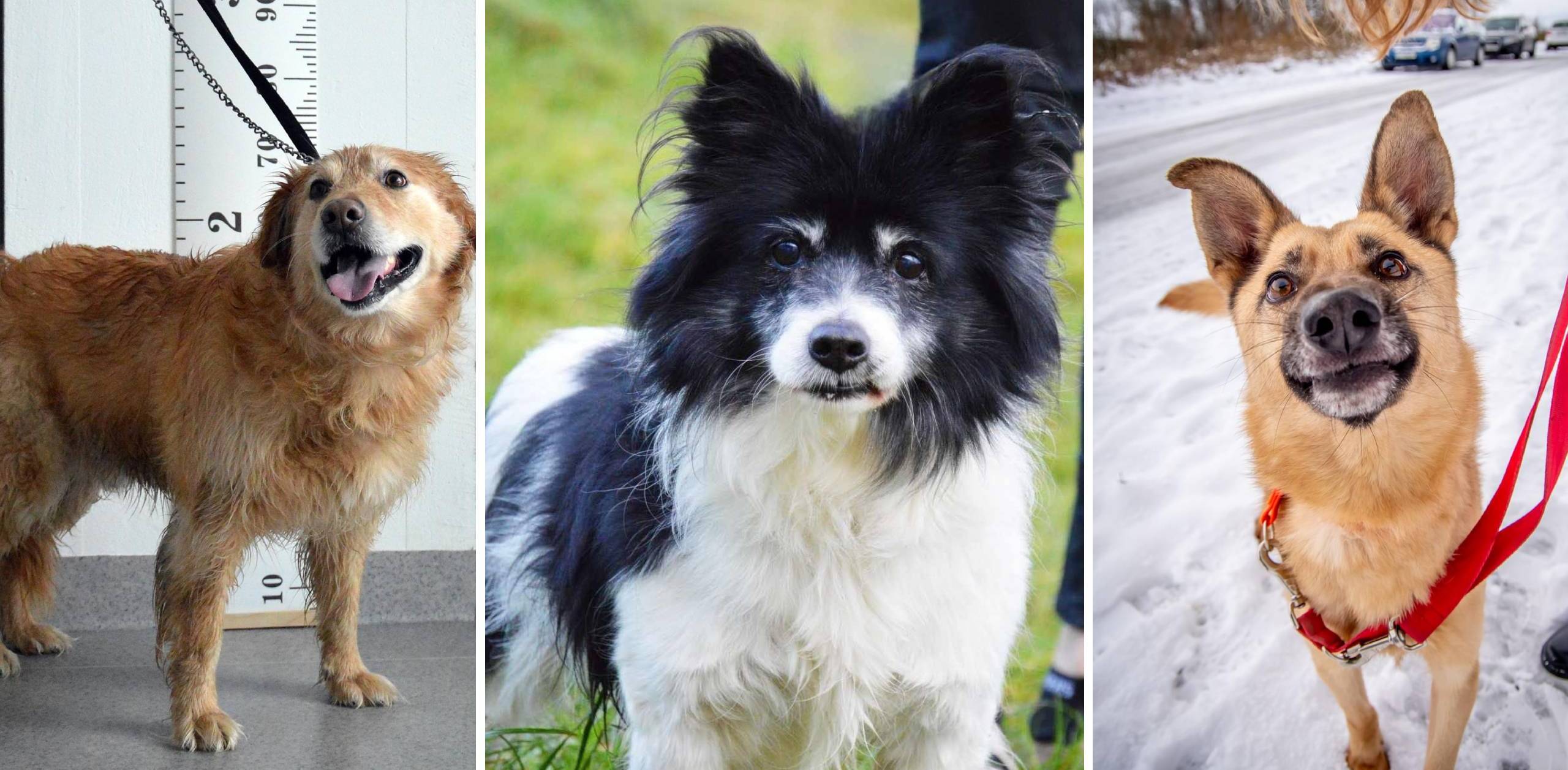 (fot. Schronisko Słupsk)