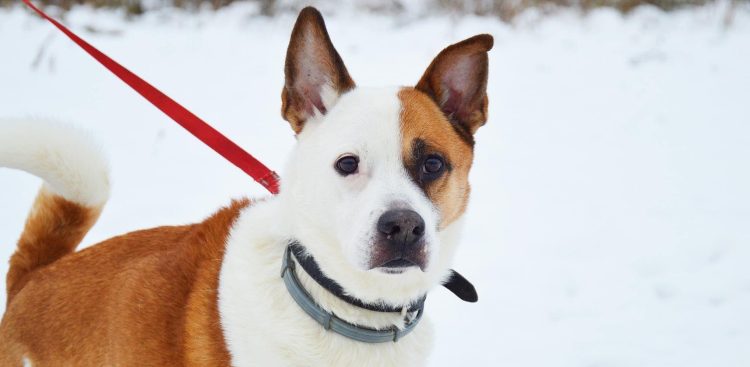 (Fot. słupskie schronisko dla zwierząt)