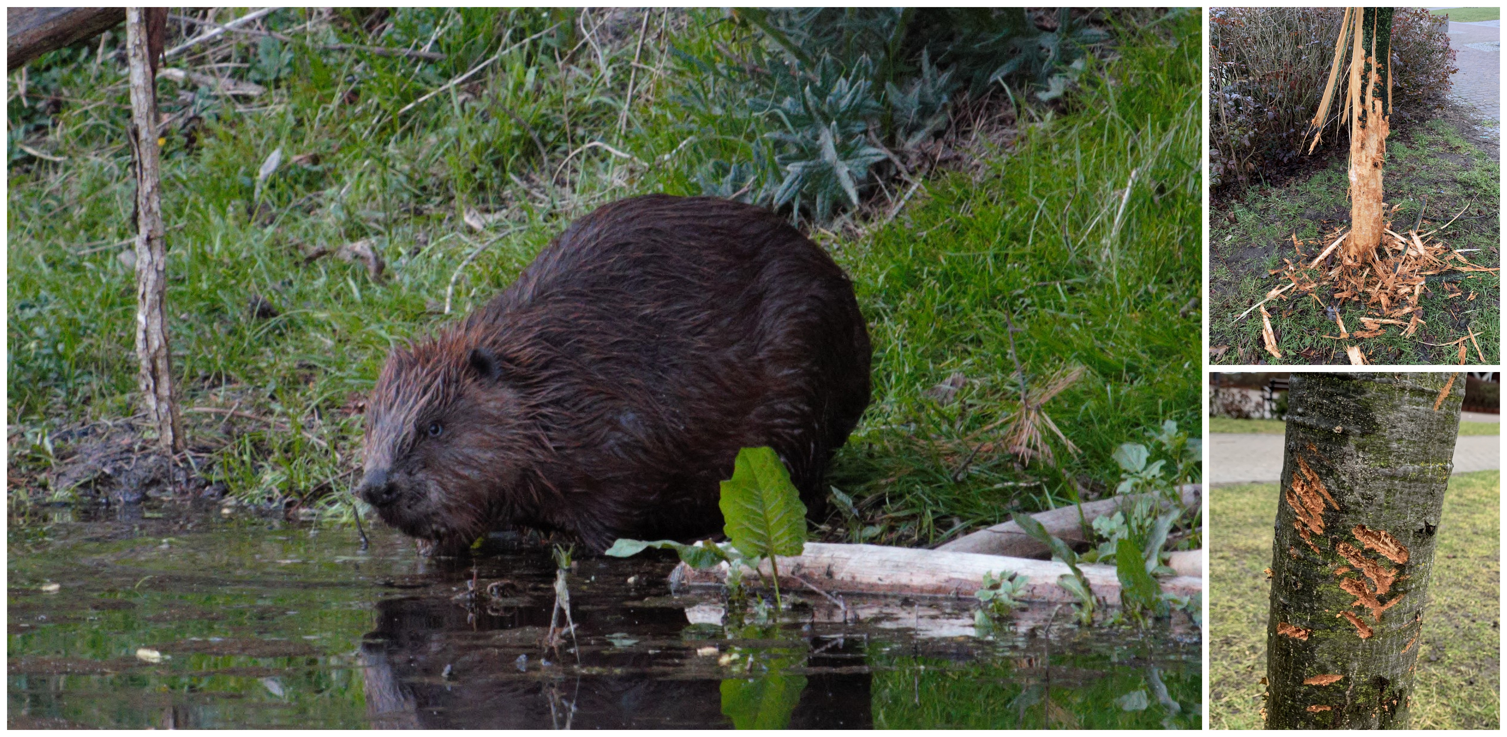 (Fot. Anna Peichert)