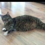 koty_Sluchaczy_RG (24)