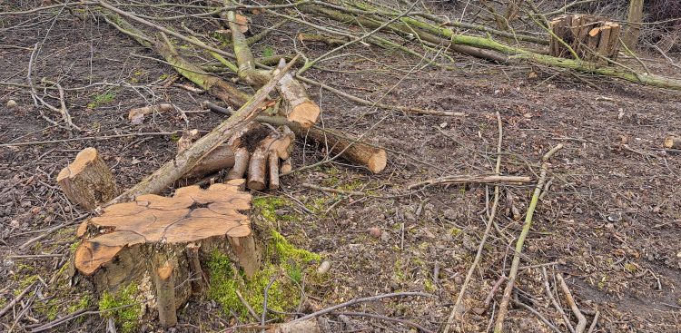 (Fot. Radio Gdańsk/Sebastian Kwiatkowski)