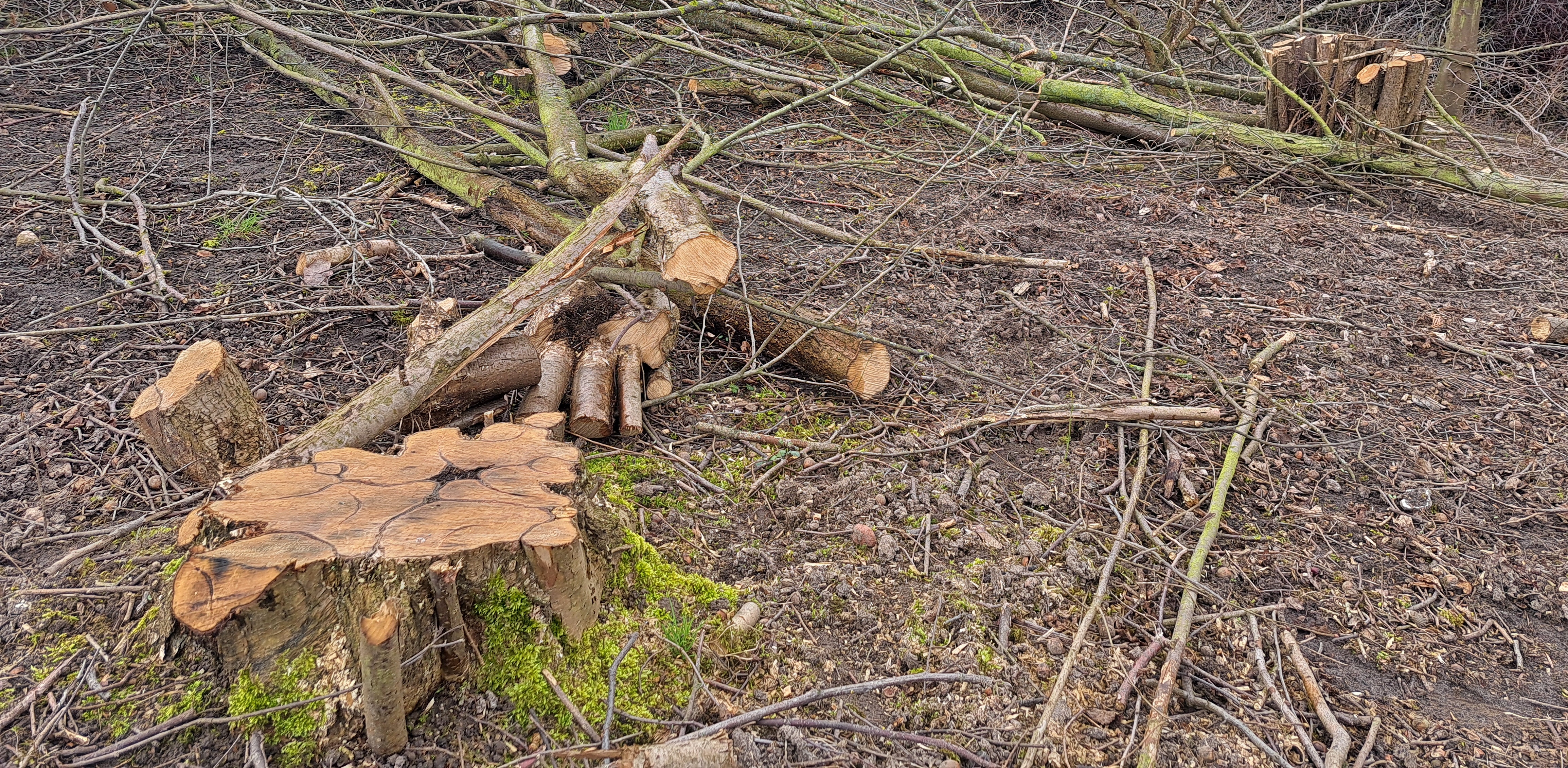 (Fot. Radio Gdańsk/Sebastian Kwiatkowski)