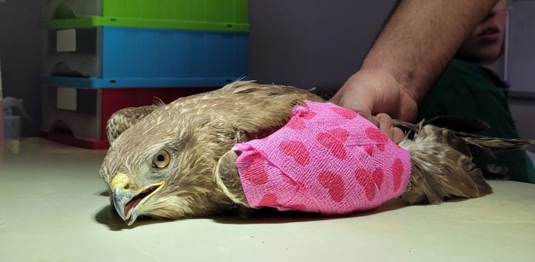 (Fot. Facebook.com/Pomorski Ośrodek Rehabilitacji Dzikich Zwierząt "Ostoja")
