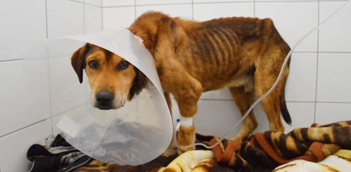 (fot. Schronisko Słupsk)