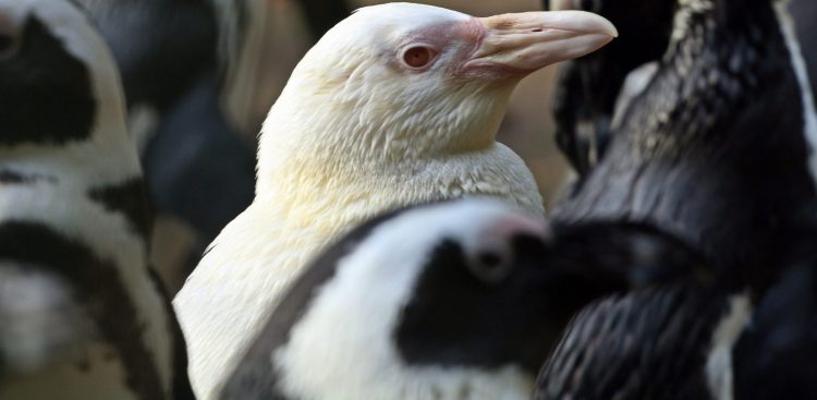 (Fot. Facebook.com/Gdański Ogród Zoologiczny)