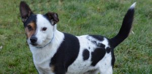 (Fot. Słupskie Schronisko dla Zwierząt)