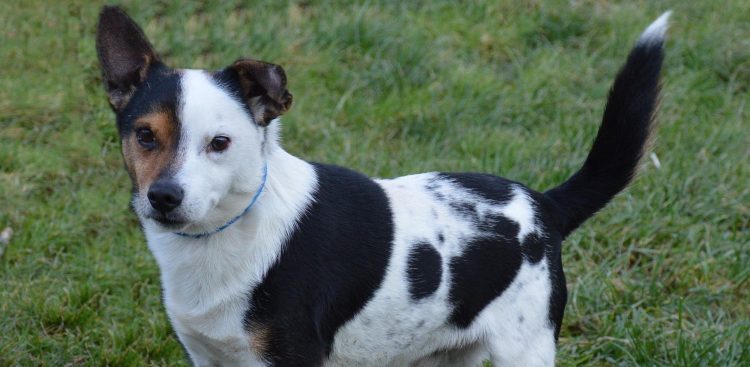 (Fot. Słupskie Schronisko dla Zwierząt)