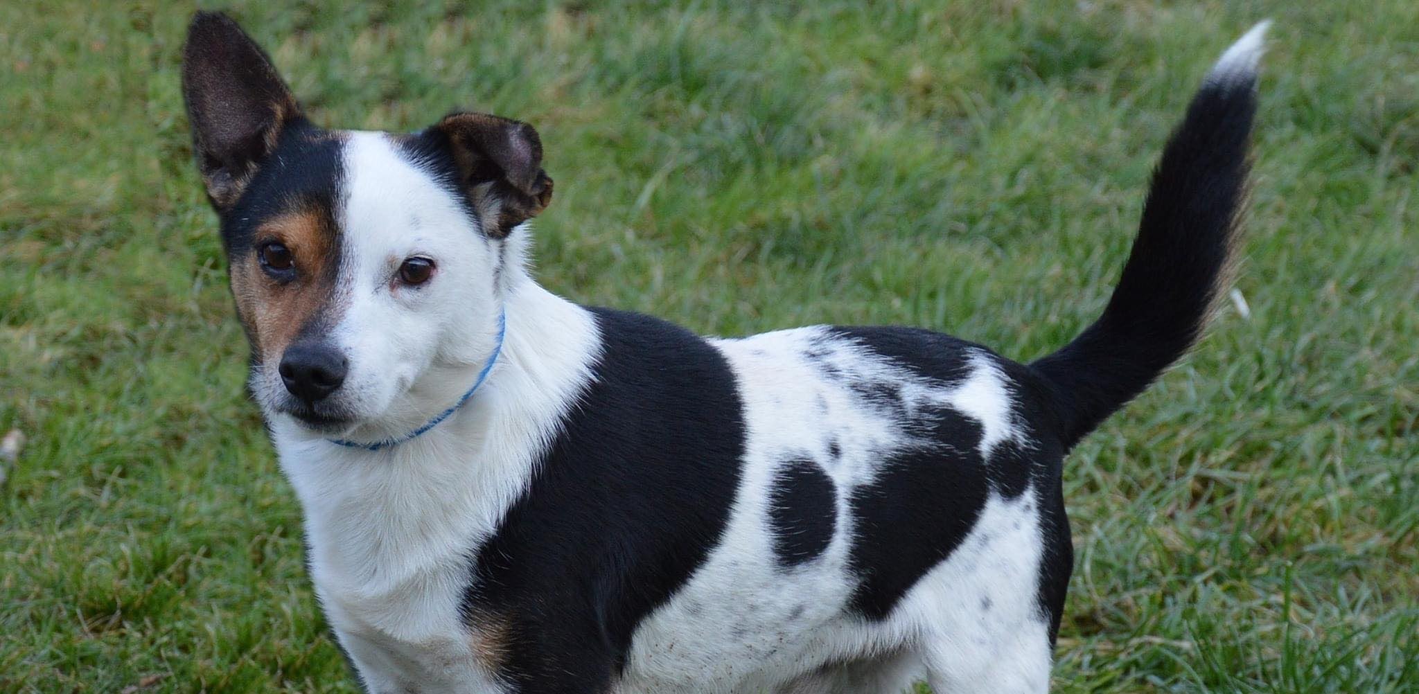 (Fot. Słupskie Schronisko dla Zwierząt)