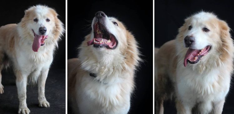 (fot. Schronisko w Słupsku)