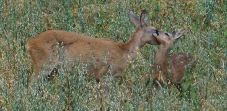 (Fot. Wikimedia Commons/Antenatka)