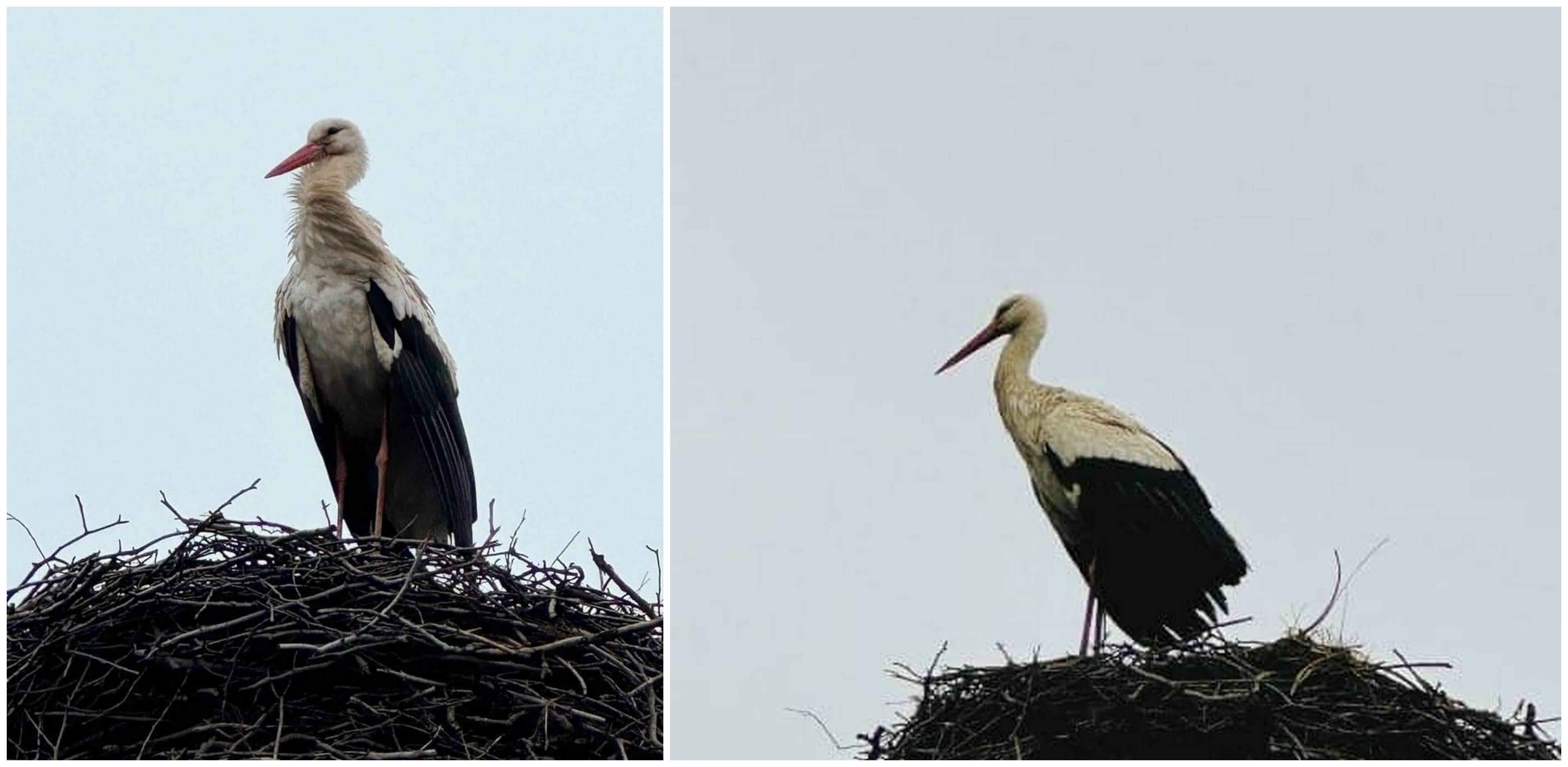 (Fot. Park Krajobrazowy Mierzeja Wiślana)