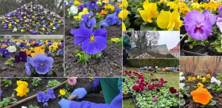 (Fot. Alicja Chrzanowska/GZDiZ)