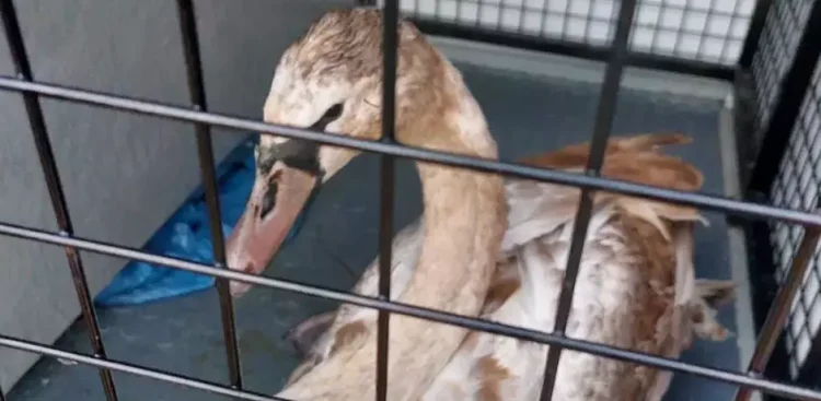 (Fot. Straż Miejska w Gdańsku)