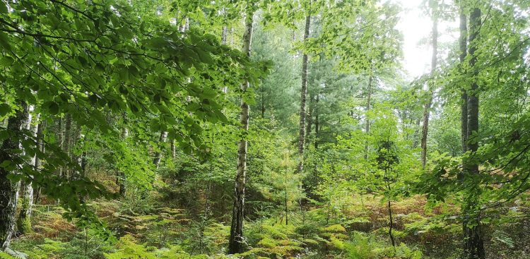 (Fot. Facebook/Park Krajobrazowy "Mierzeja Wiślana")