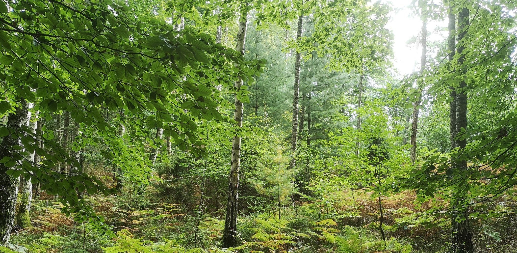 (Fot. Facebook/Park Krajobrazowy "Mierzeja Wiślana")