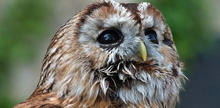 (Fot. wikimedia commons)