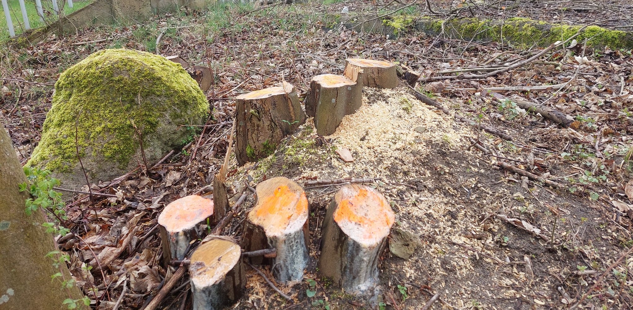 (Fot. Facebook.com/My Gdańszczanie)