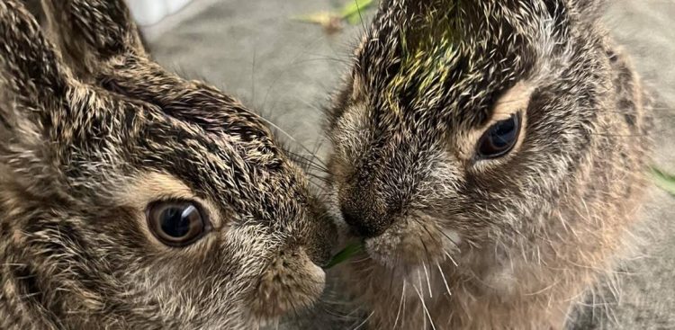 (Fot. Facebook.com/Pomorski Ośrodek Rehabilitacji Dzikich Zwierząt "Ostoja")