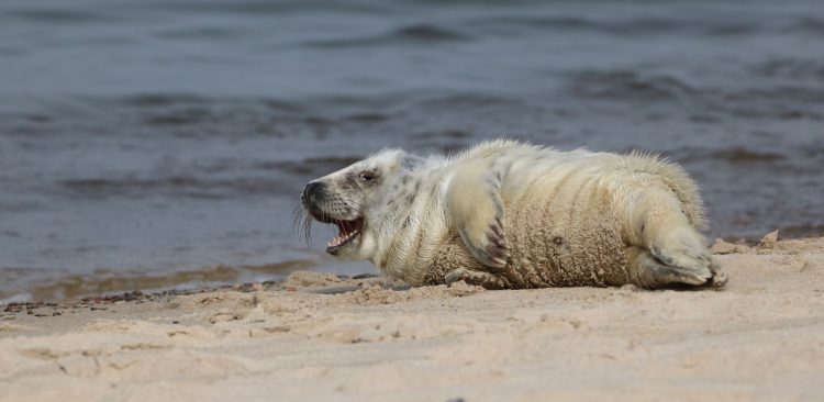 (fot. Facebook/Fokarium)