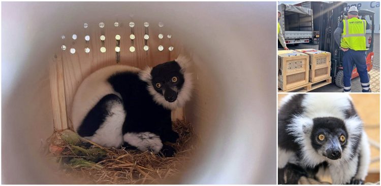 (fot. Facebook/Gdański Ogród Zoologiczny/Wojciech Kopczyk)