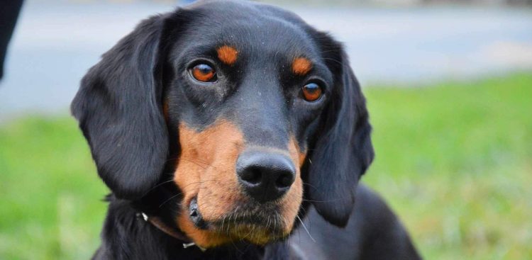 (fot. Schronisko Słupsk)