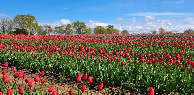 (Fot. Radio Gdańsk/Włodzimierz Raszkiewicz)