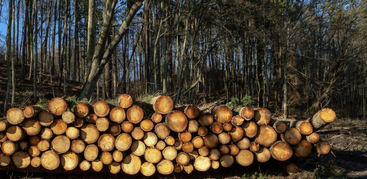 Zdjęcie archiwalne. Trójmiejski Park Krajobrazowy. Lasy Oliwskie (Fot. Agencja KFP/Anna Rezulak)