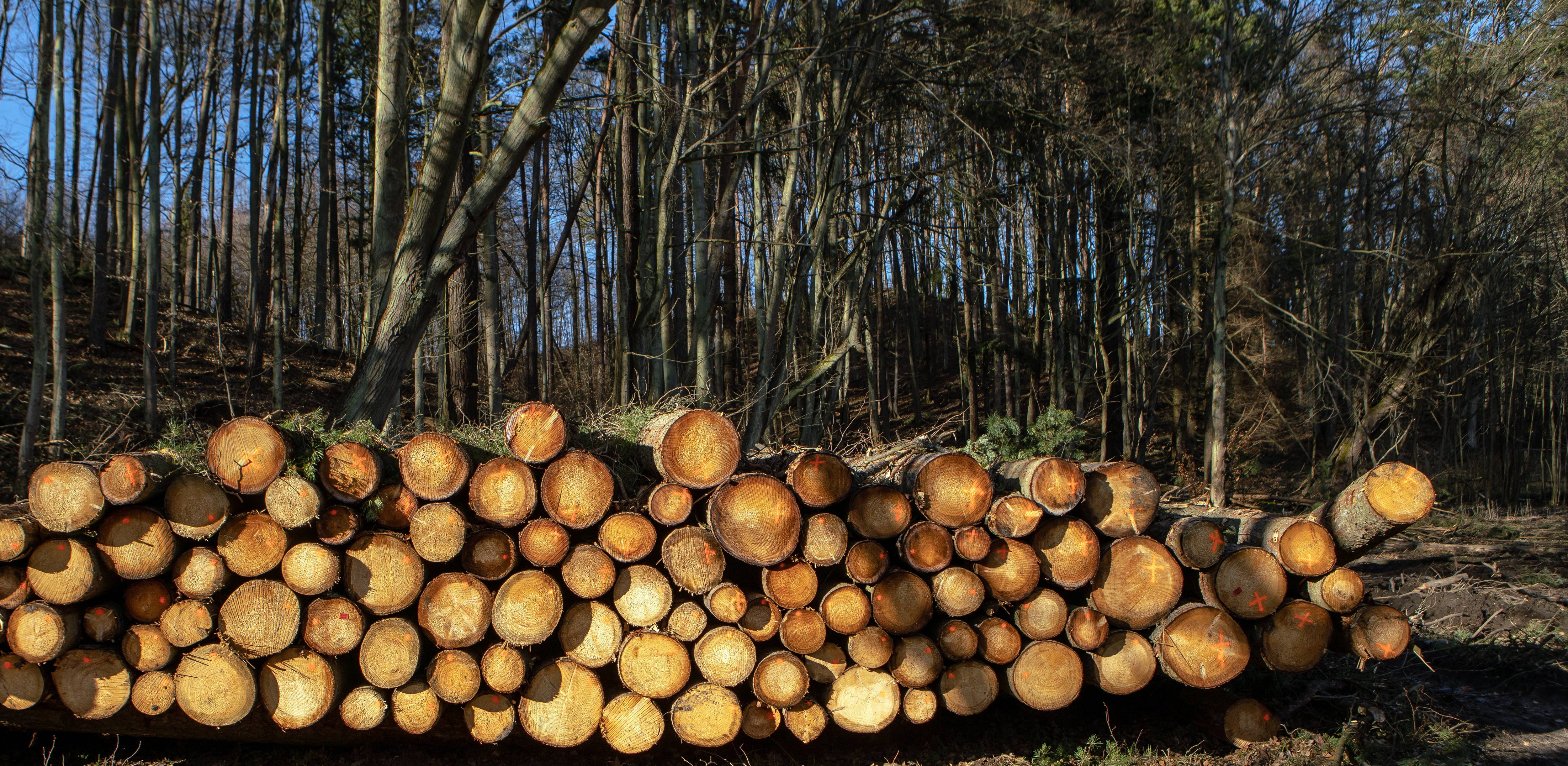 Zdjęcie archiwalne. Trójmiejski Park Krajobrazowy. Lasy Oliwskie (Fot. Agencja KFP/Anna Rezulak)
